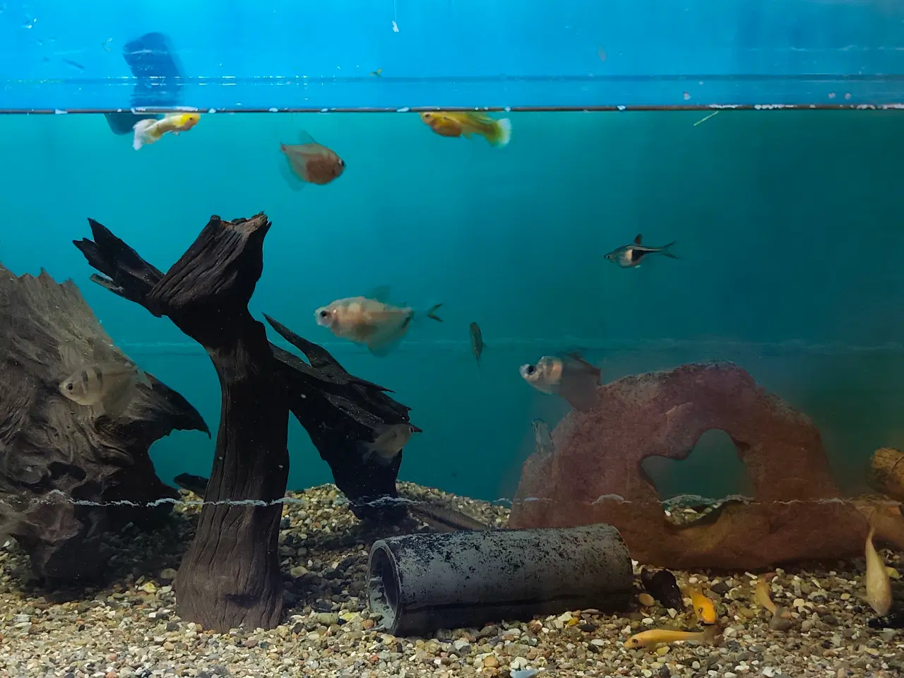 Billede 1 - Akvarie fisk 