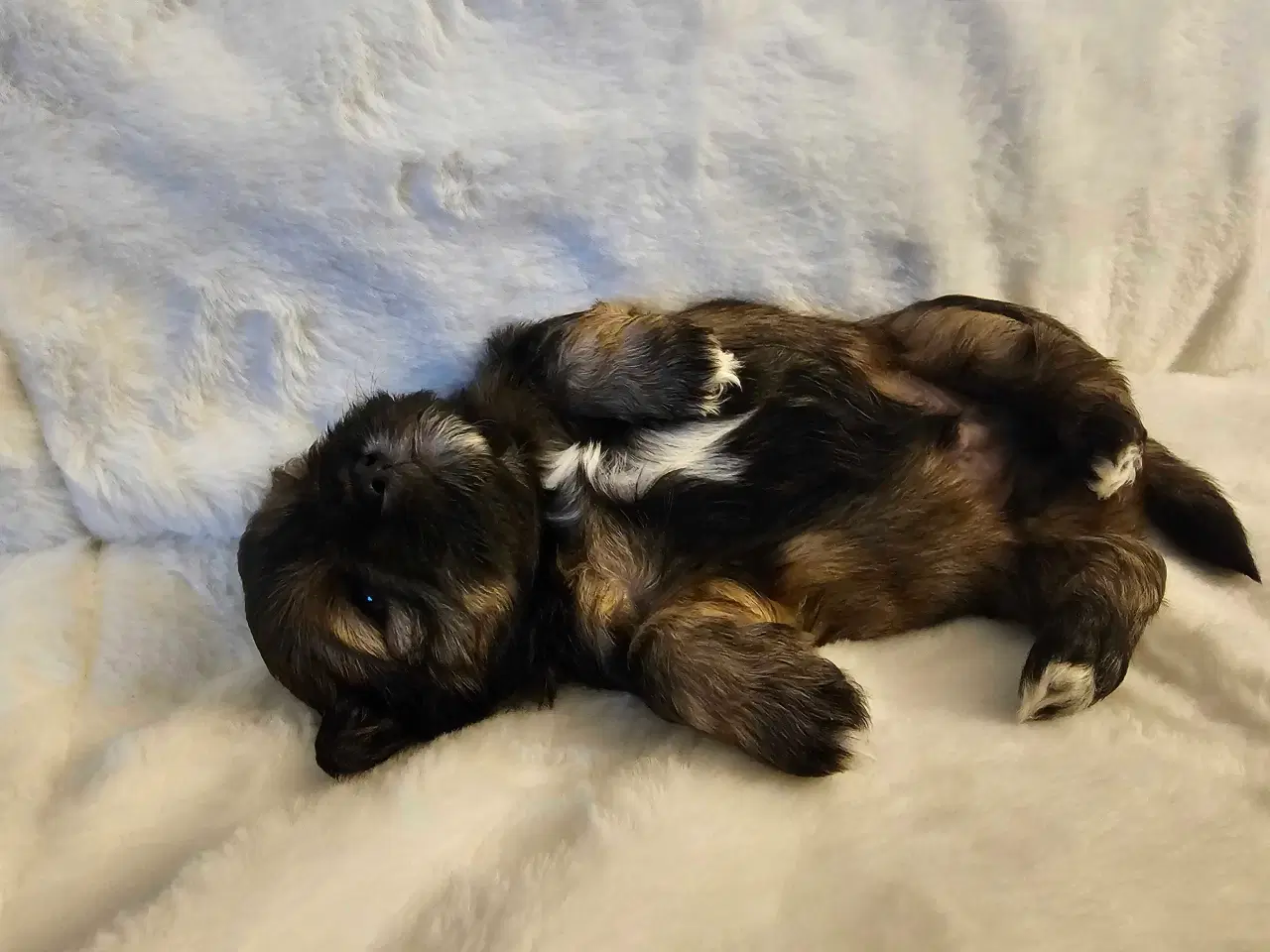 Billede 3 - 3 dejlige hvalpe tilbage🩵🩵 🩷