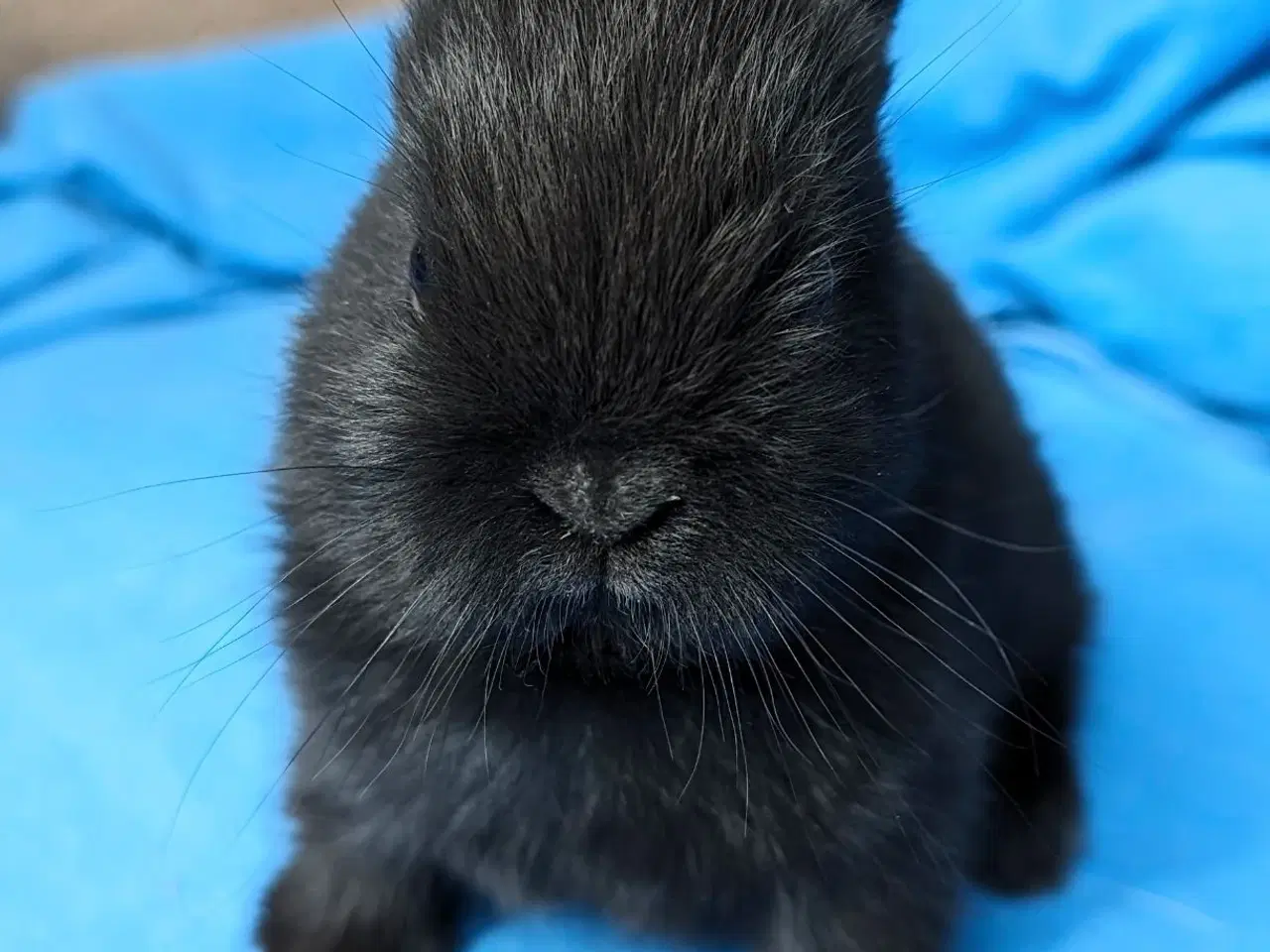 Billede 5 - Hermelin kaninunge sælges