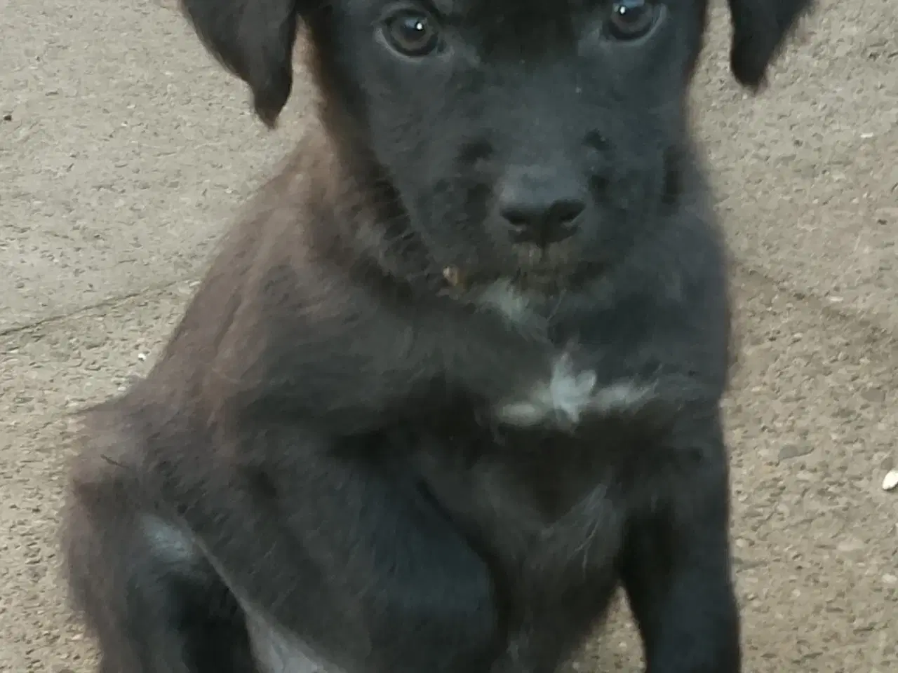 Billede 10 - Labrador/border collie/power puff.