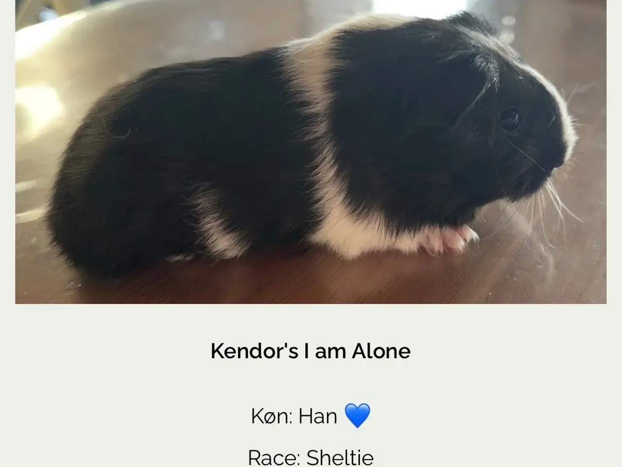 Billede 1 - Marsvin han sheltie med stamtavle