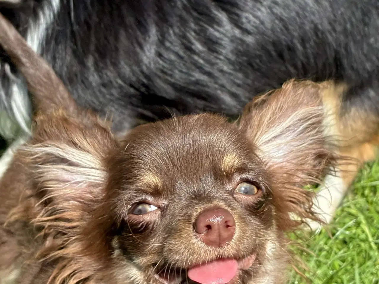 Billede 5 - Chokolade farvet 1 årig dreng