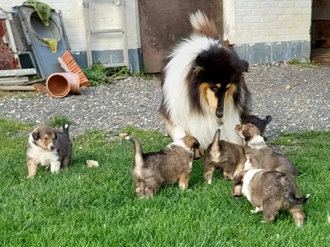 Billede 2 - 5 collie hvalpe (Amerikansk)