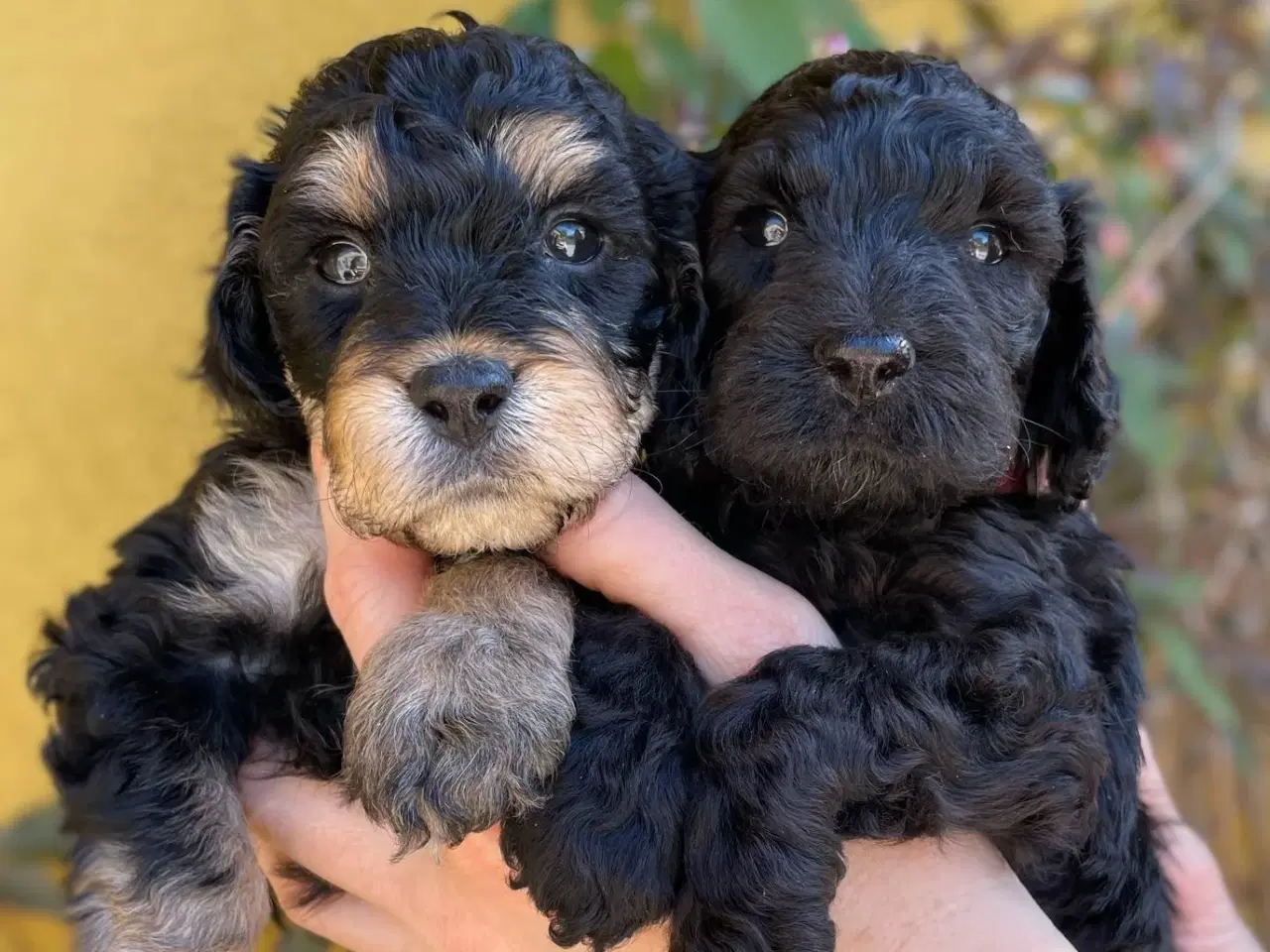 Billede 1 - cockerdoodle, cockerpoo, doodle