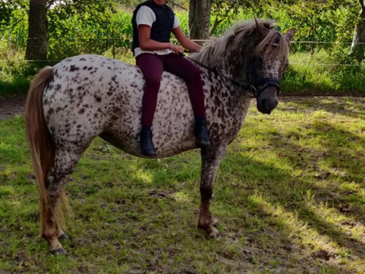 Billede 9 - Smuk knabstruppere hoppe kat. 3