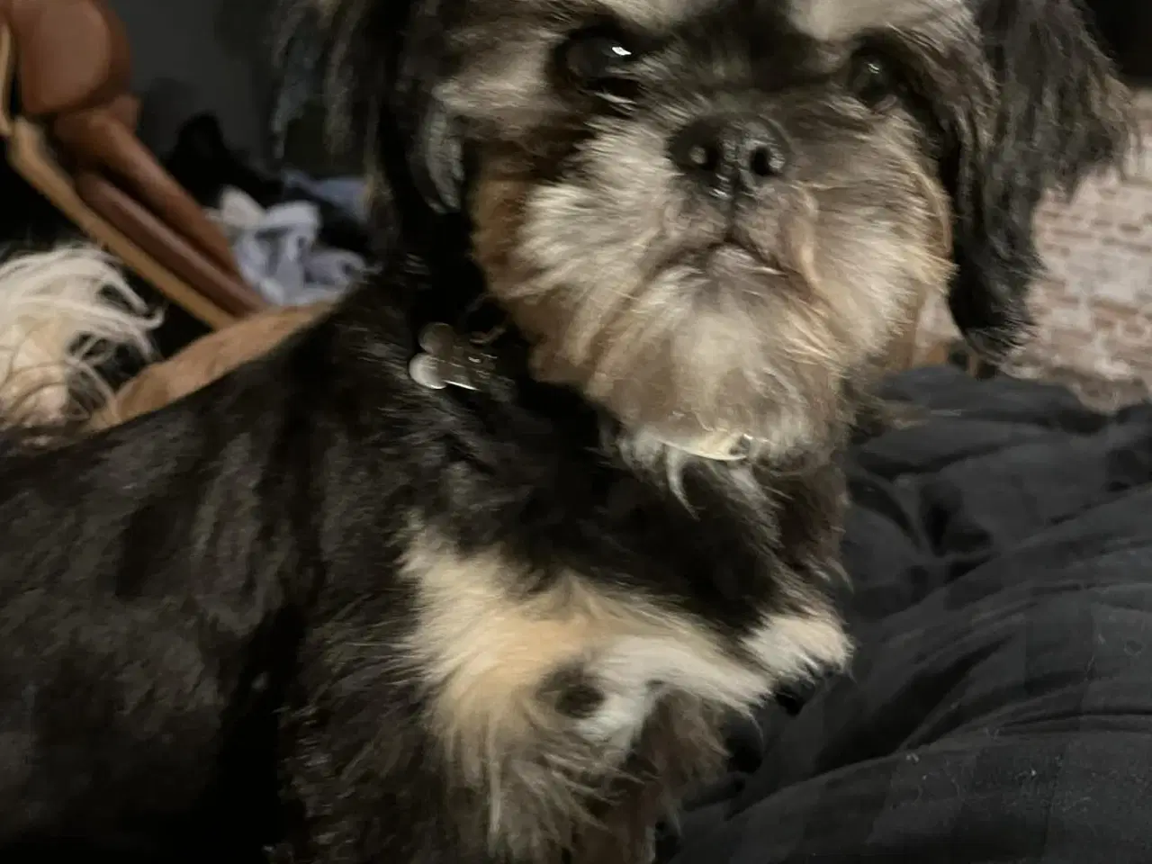 Billede 3 - Shih Tzu til parring