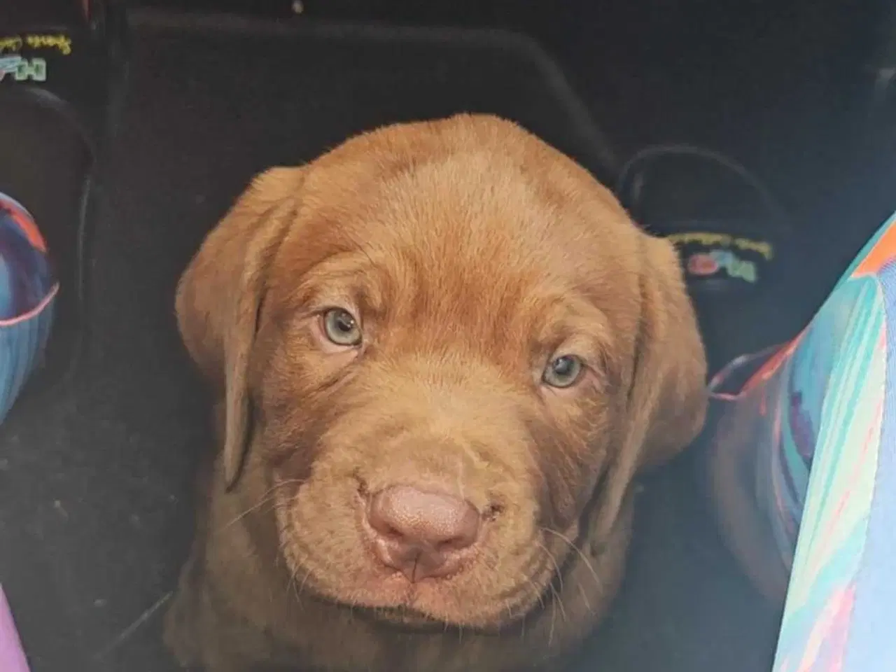 Billede 15 - Dogue de bordeaux blandings hvalpe