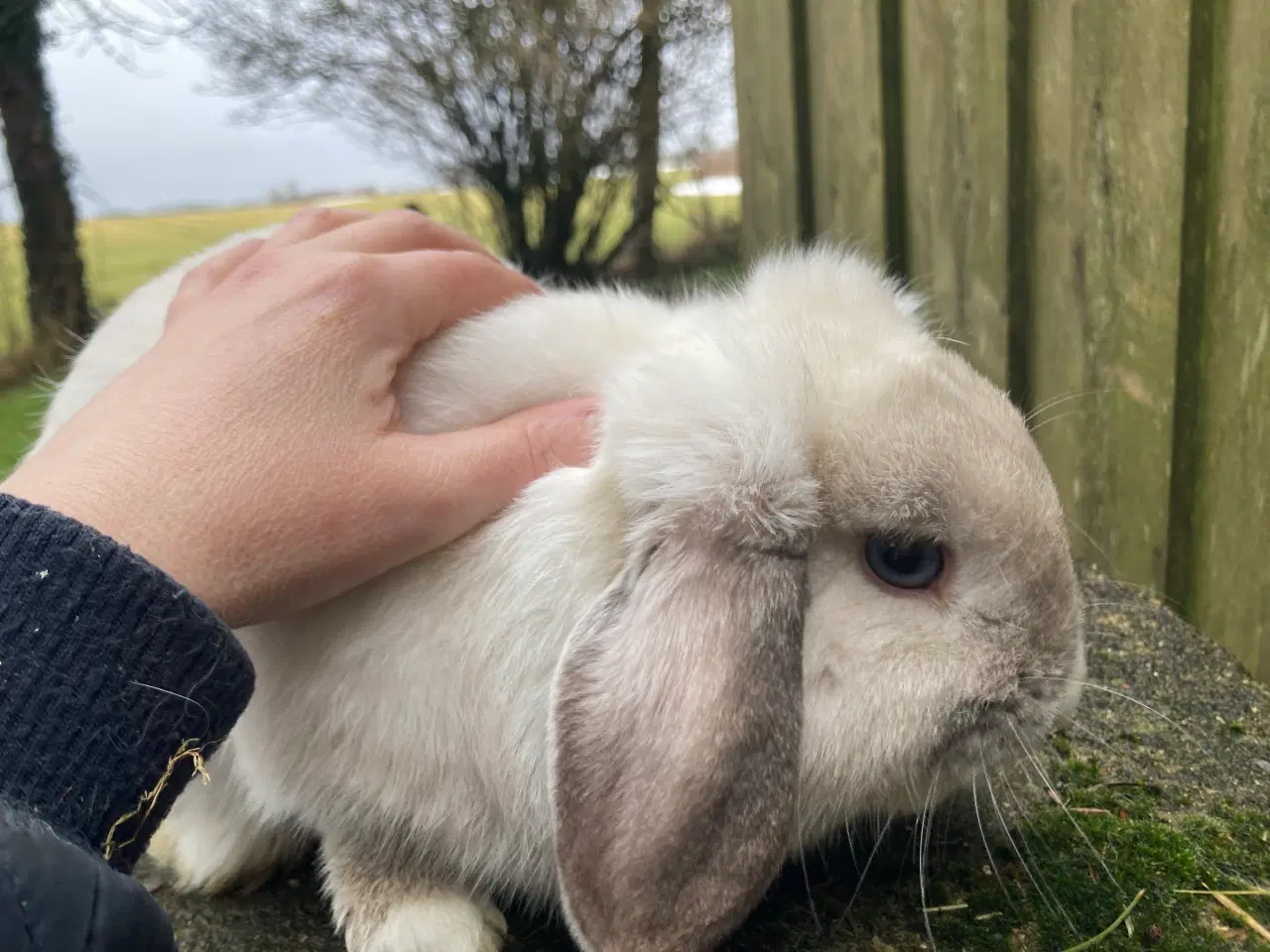 Billede 5 - Ægte Minilop Dreng