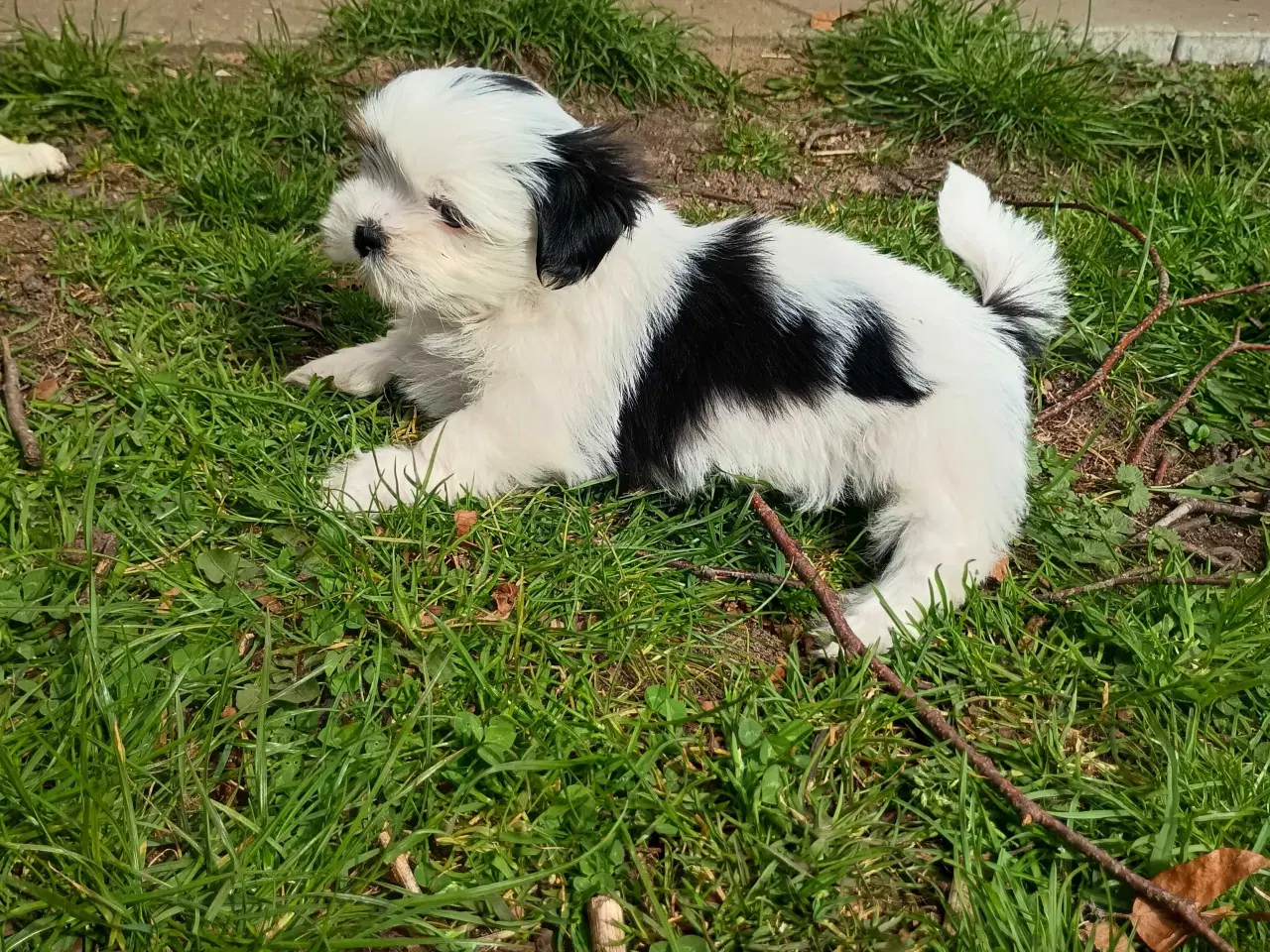 Billede 6 - Klar nu, lhasa apso 