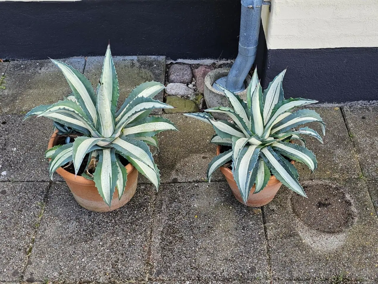 Billede 1 - Almindelig agave 35 cm.