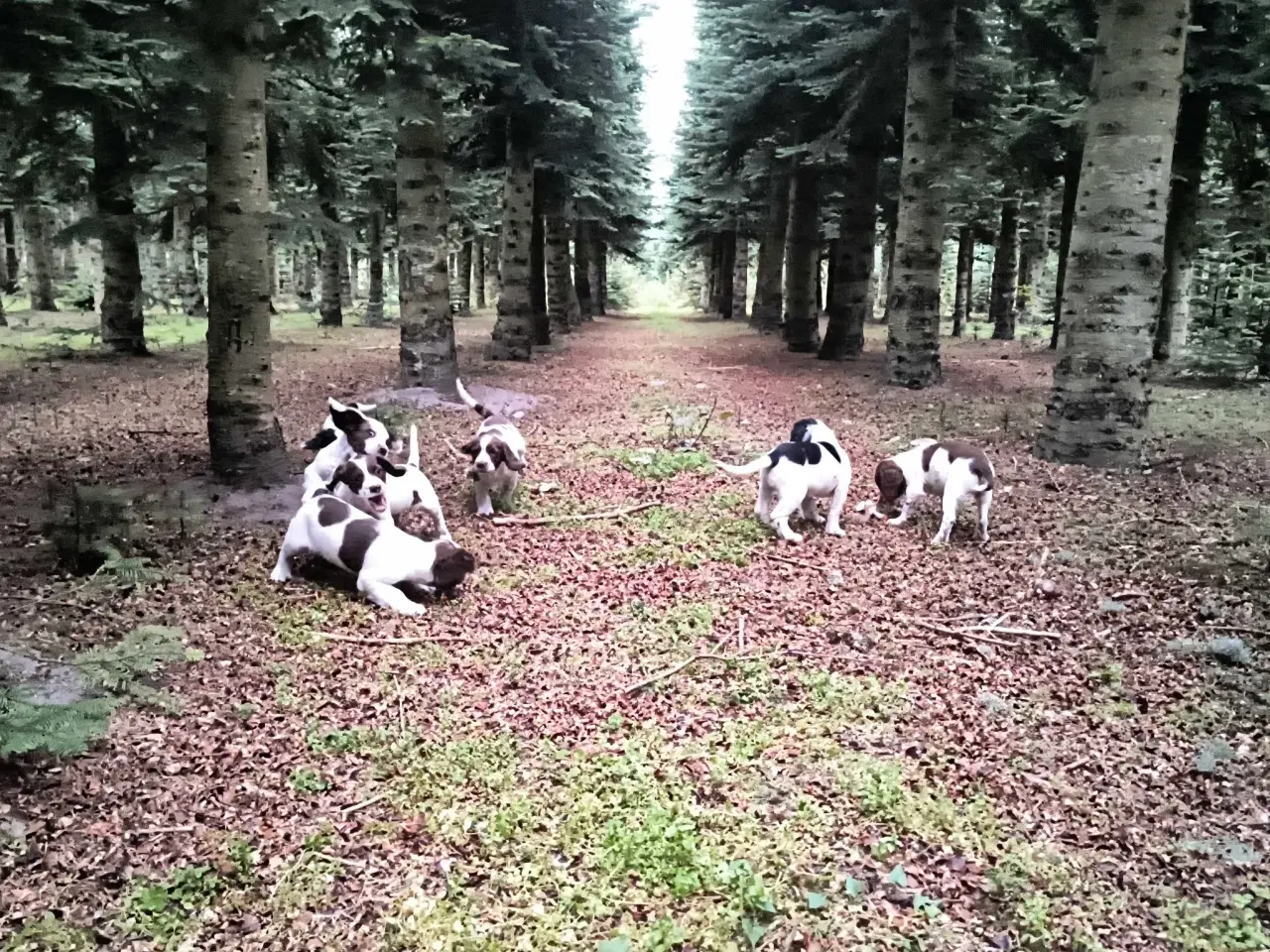 Billede 10 - FT Springer spaniel