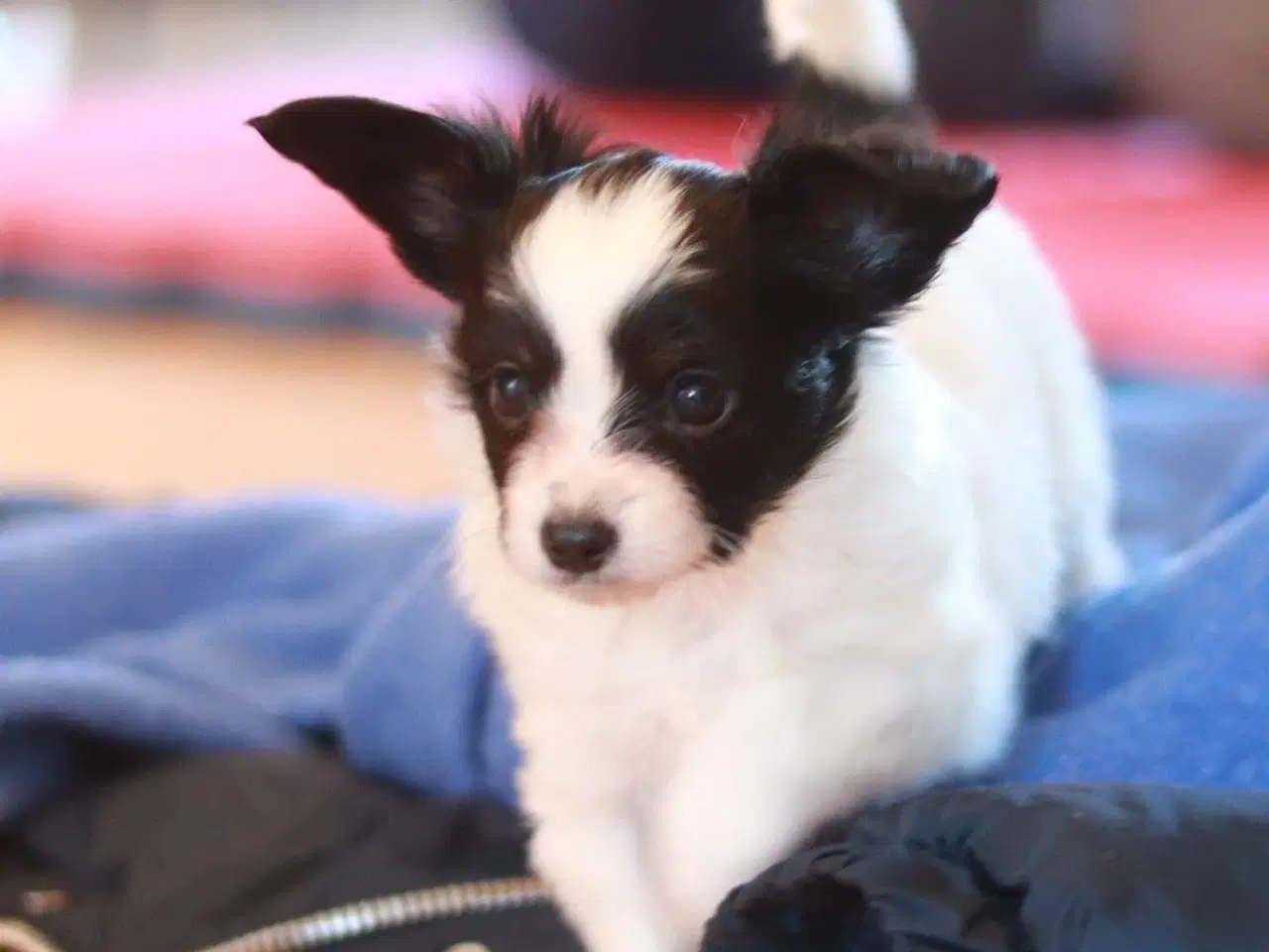 Billede 3 - Papillon hvalpe 