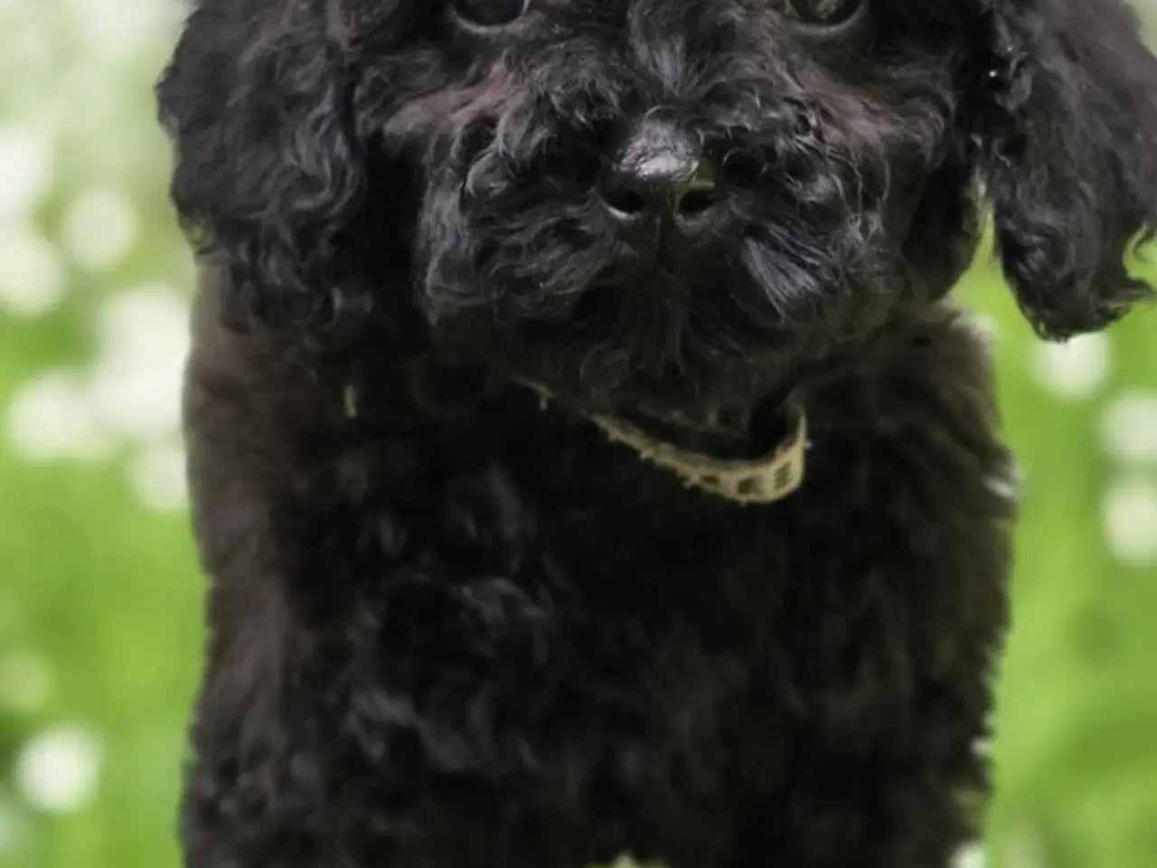 Billede 5 - Doxiepoo F1B