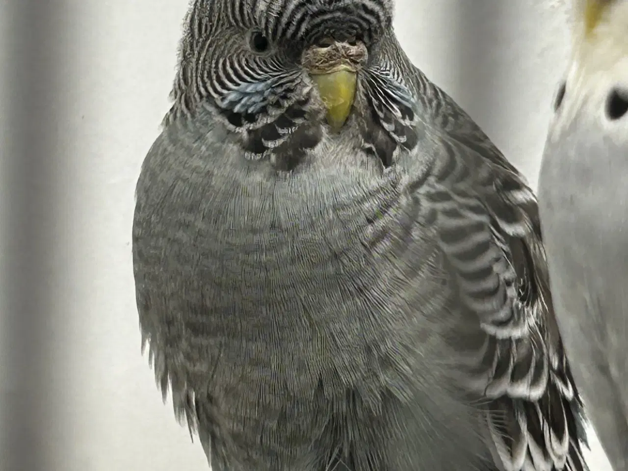 Billede 13 - Blackface undulater 