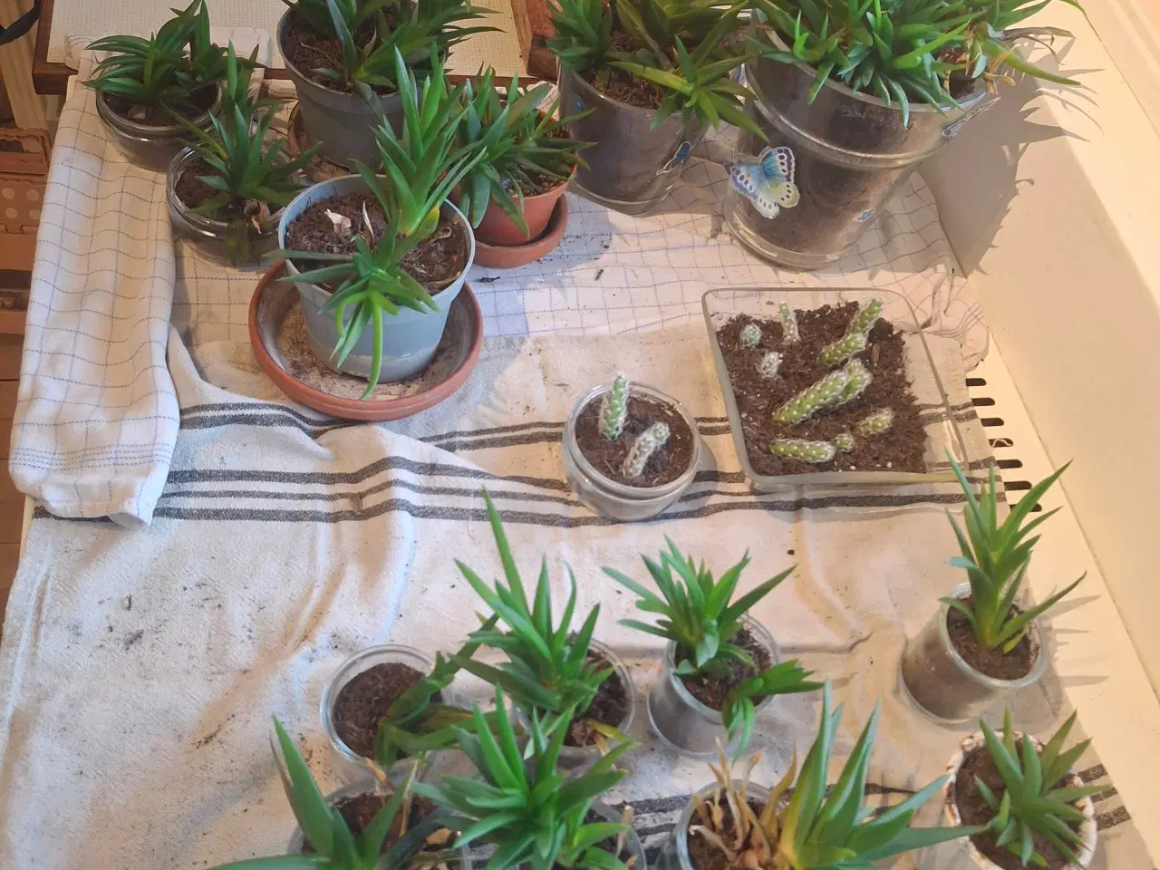 Billede 2 - Baby-planter klar til nye vindueskarme