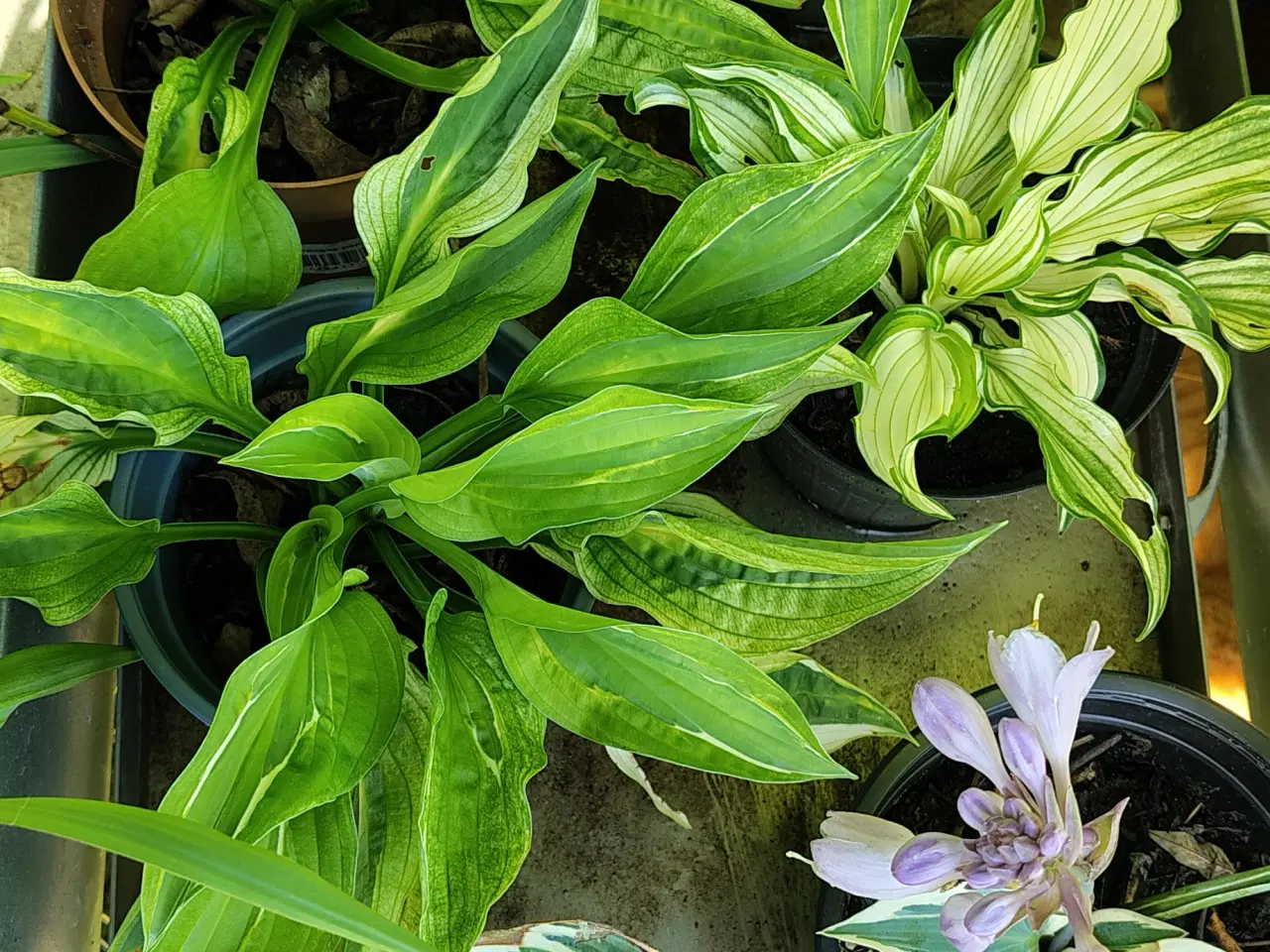 Billede 5 - Hosta i potte 