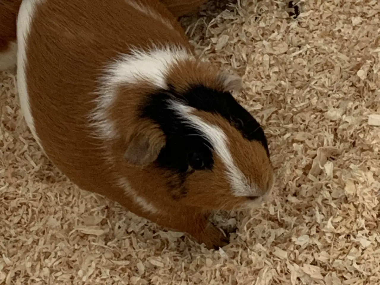 Billede 4 - Hunmarsvin tamme og søde