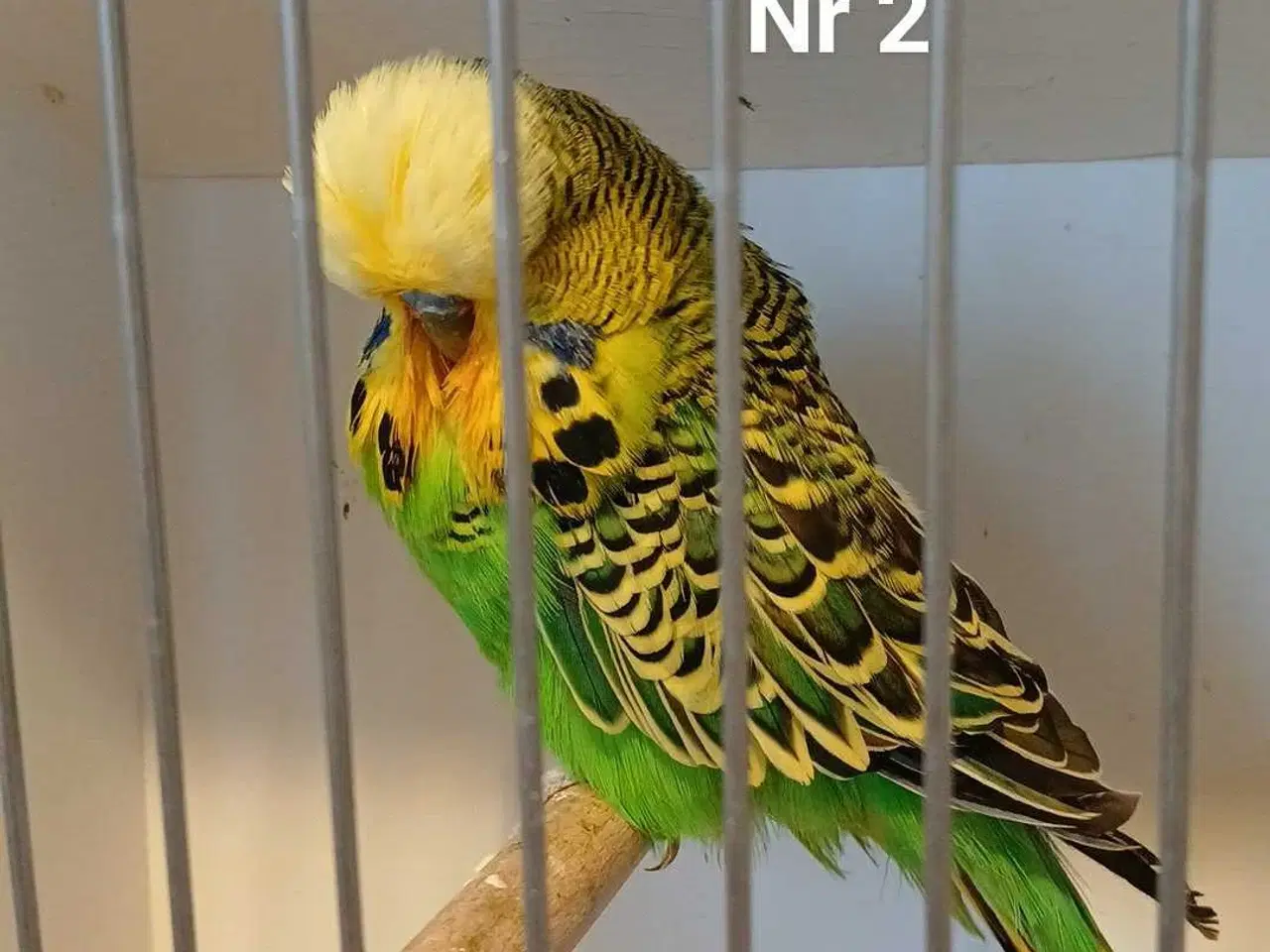 Billede 6 - Engelske undulater 