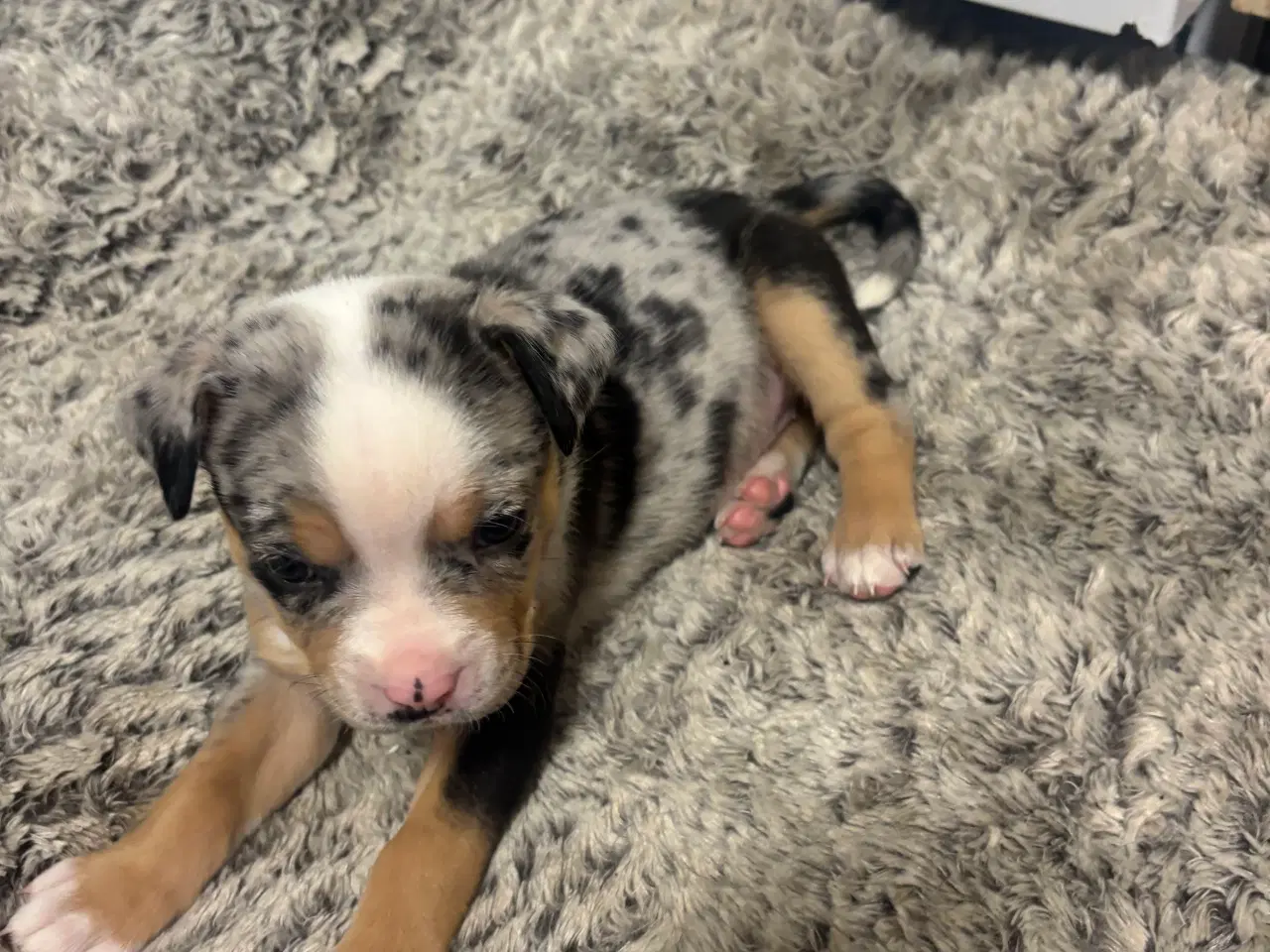 Billede 4 - Australian bulldog hvalp