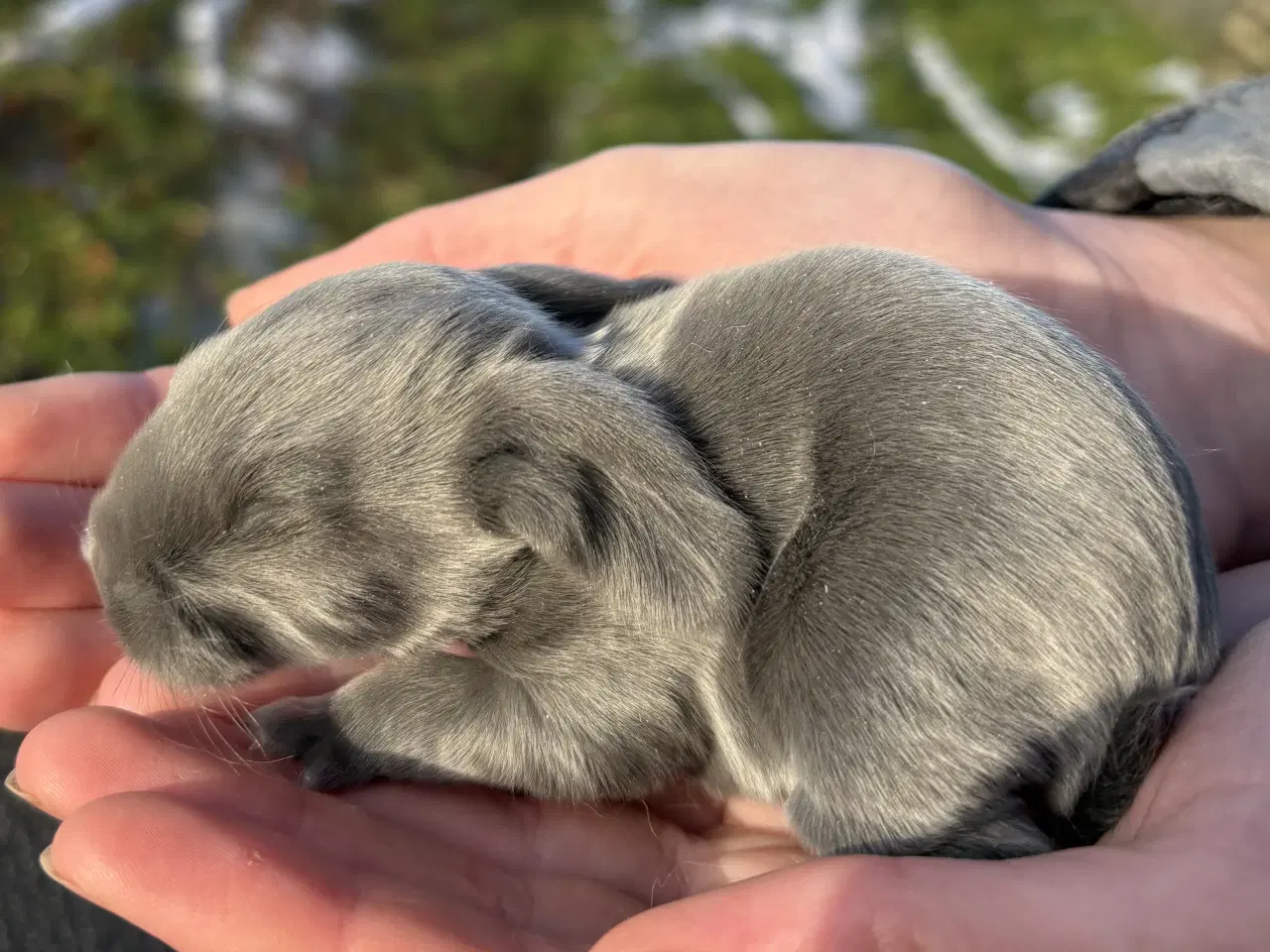 Billede 3 - FRANSK VÆDDER HAN BLÅ