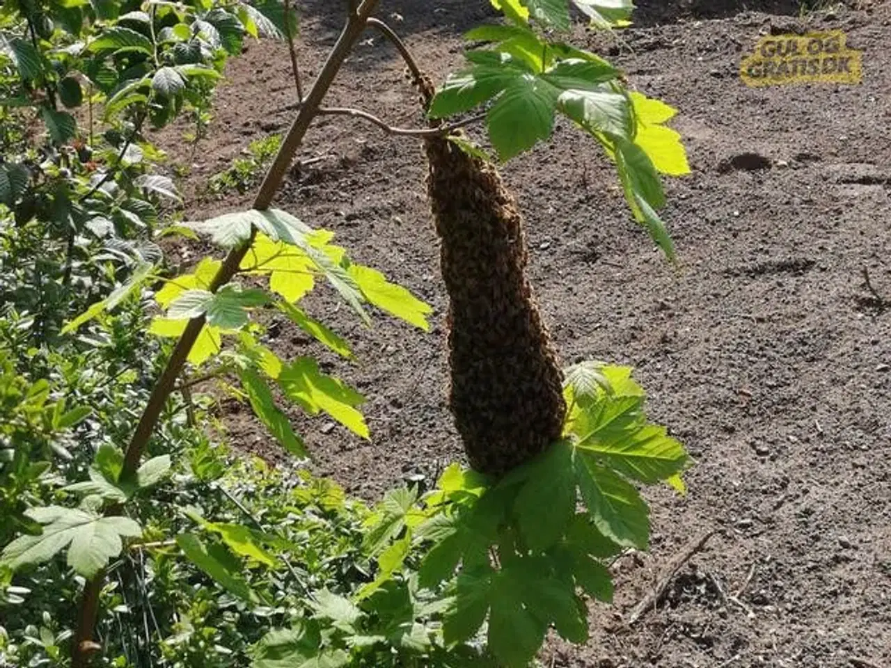 Billede 1 - Afhentning af bier