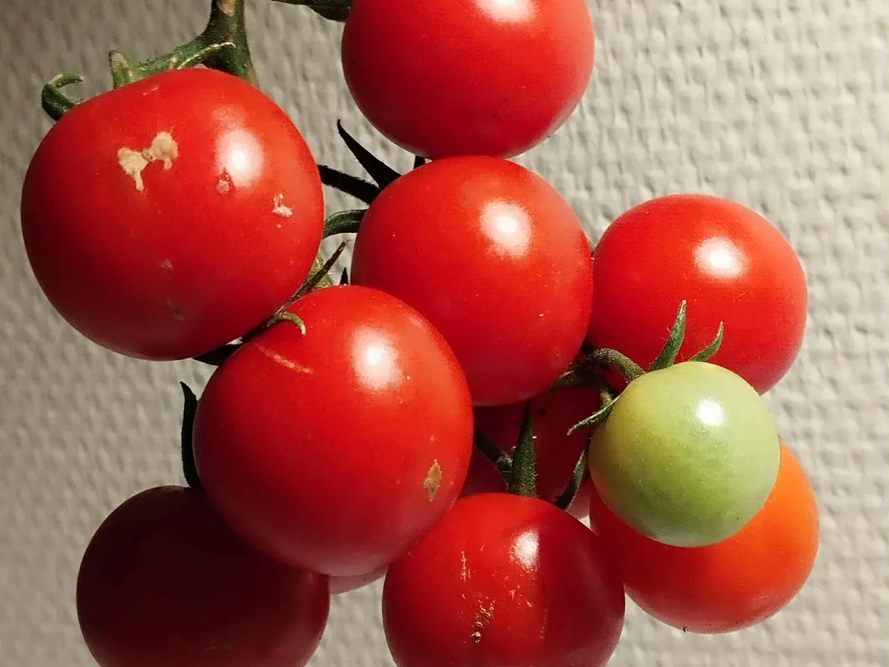 Billede 11 - Tomatplanter blandet sorter 