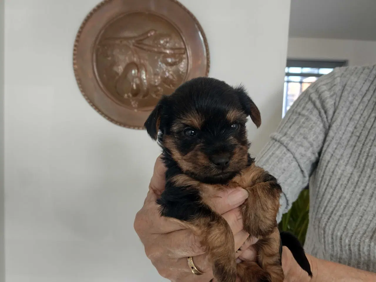 Billede 6 - Yorkshire Terrier hvalpe