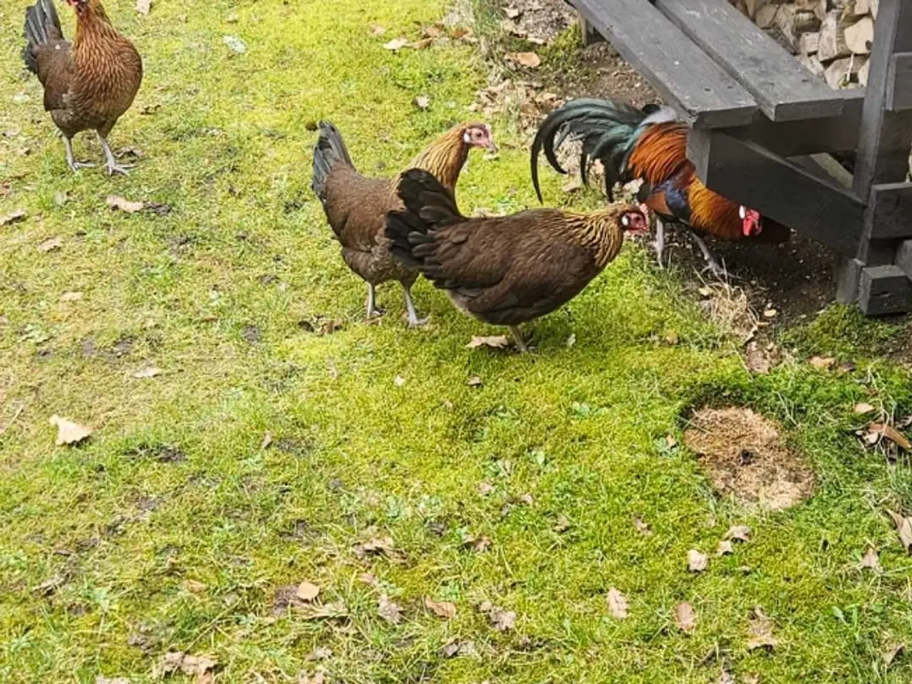 Billede 1 - Danske landhøns 3.1