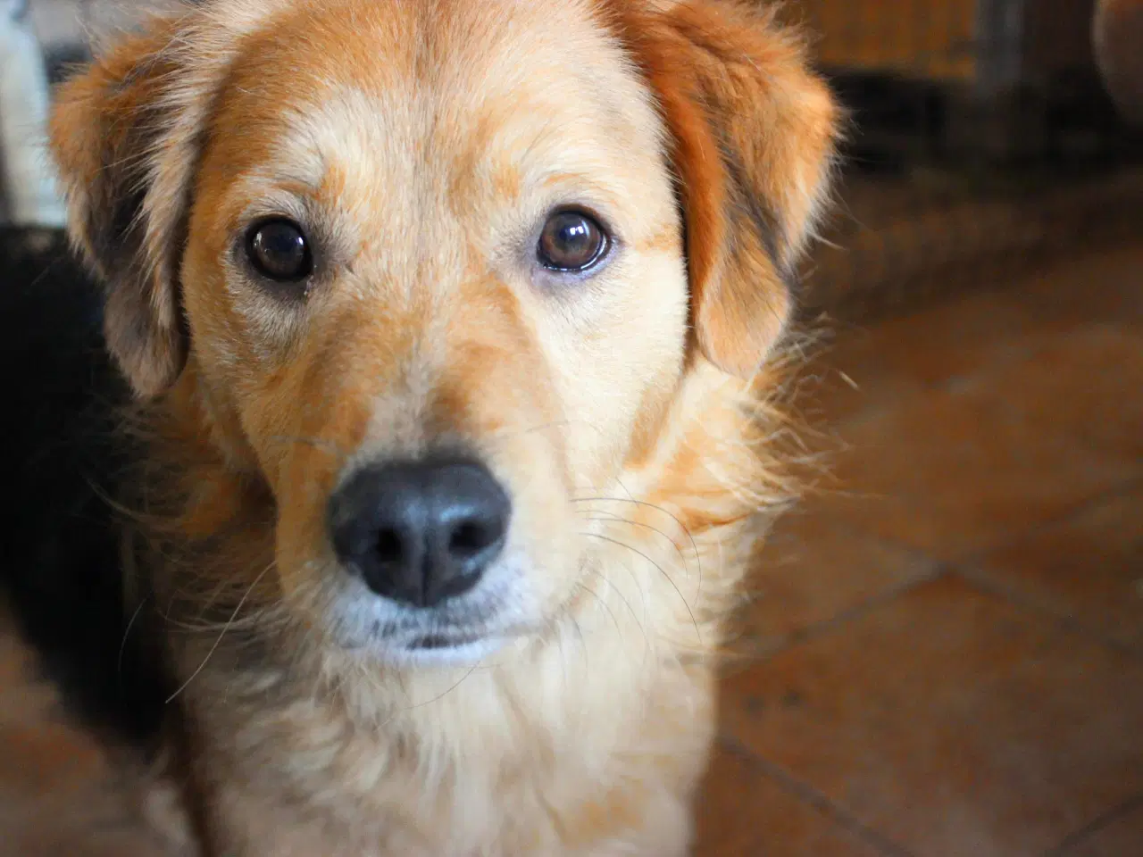 Billede 2 - Frodo til adoption! 🩵