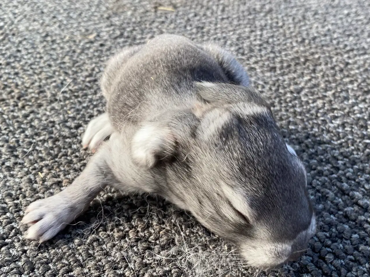 Billede 4 - FRANSK VÆDDER HAN CHINCHILLA
