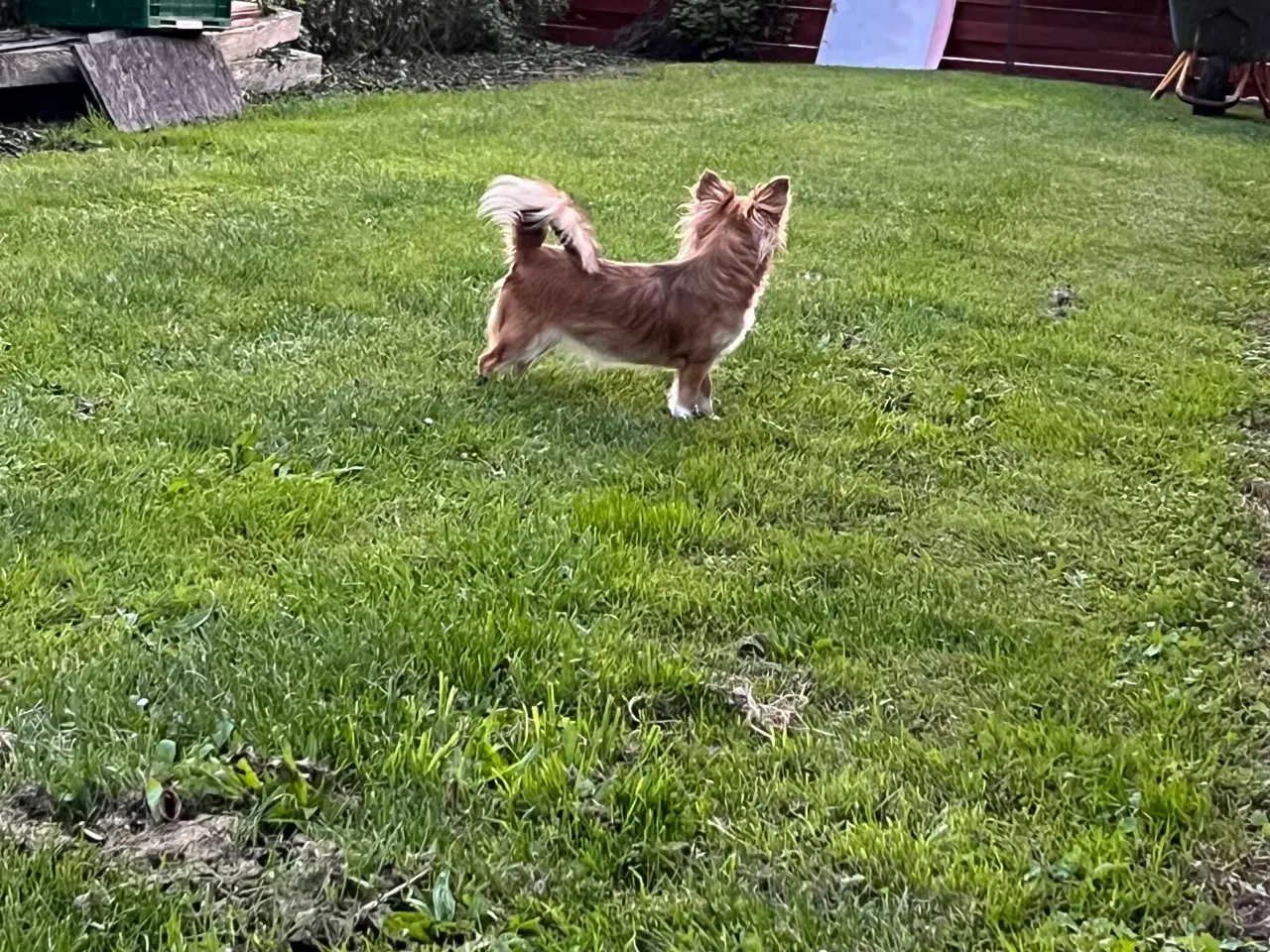 Billede 3 - 9 uger skøn tæve