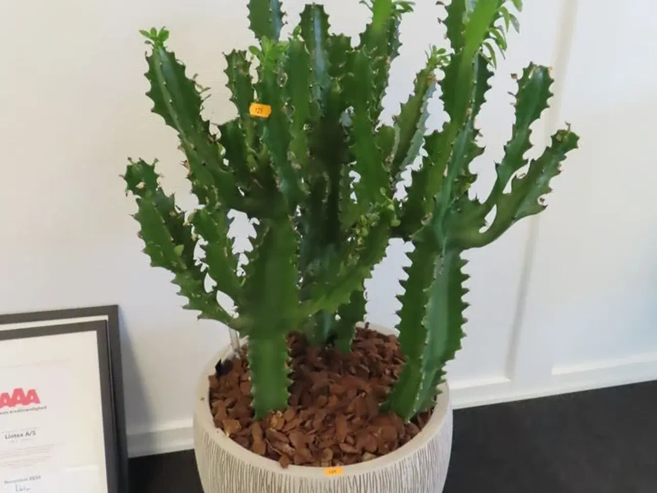 Billede 1 - Plante i krukke