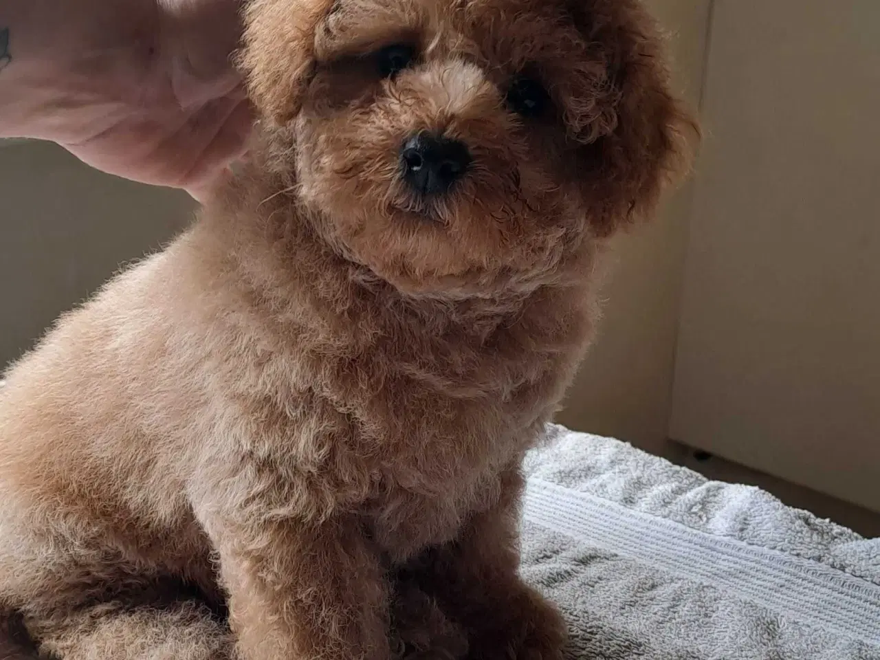 Billede 13 - Fawn krøltoppe puddelhvalpe 