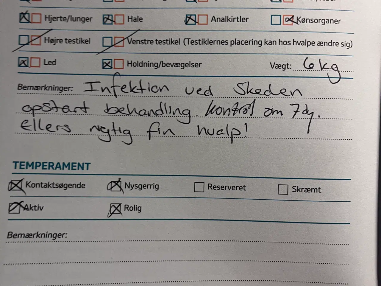 Billede 7 - Beautiful and energetic Labrador puppy - Healthy a