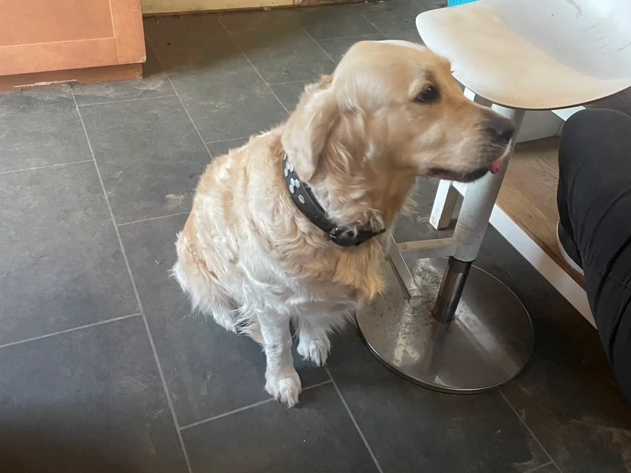 Billede 6 - Golden retriever hvalpe 