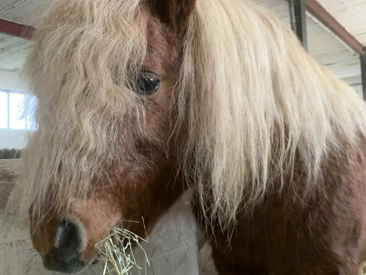 Billede 4 - Shetlænder hingst på 16 år
