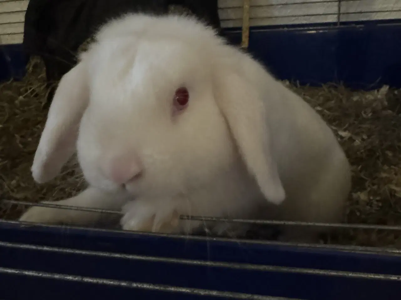 Billede 2 - Han kanin