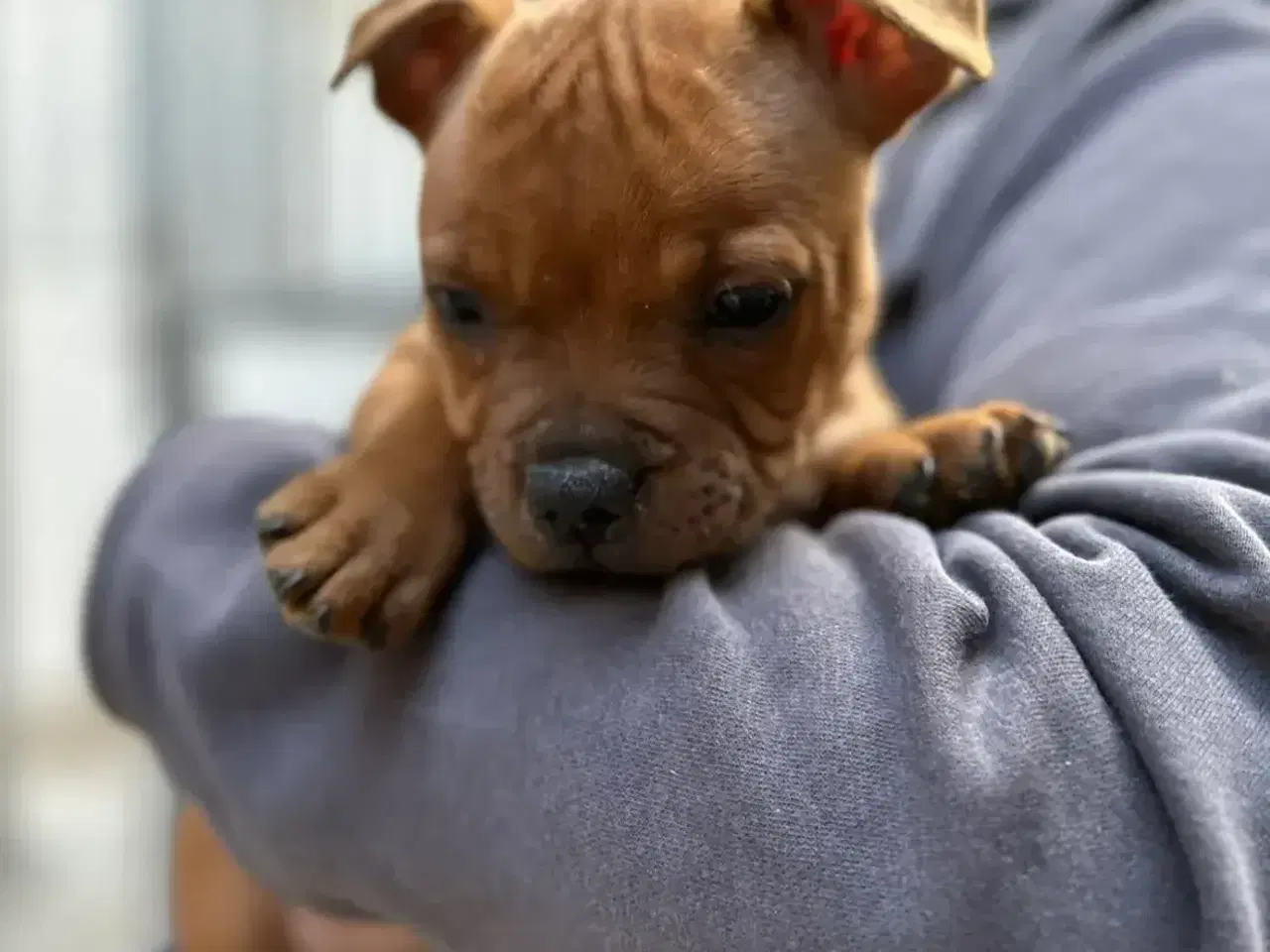 Billede 4 - Røde Staffordshire Bull terrier hvalpe 