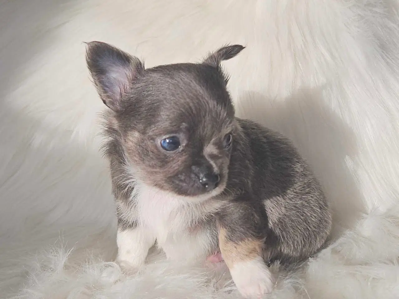 Billede 2 - Chihuahua hvalpe