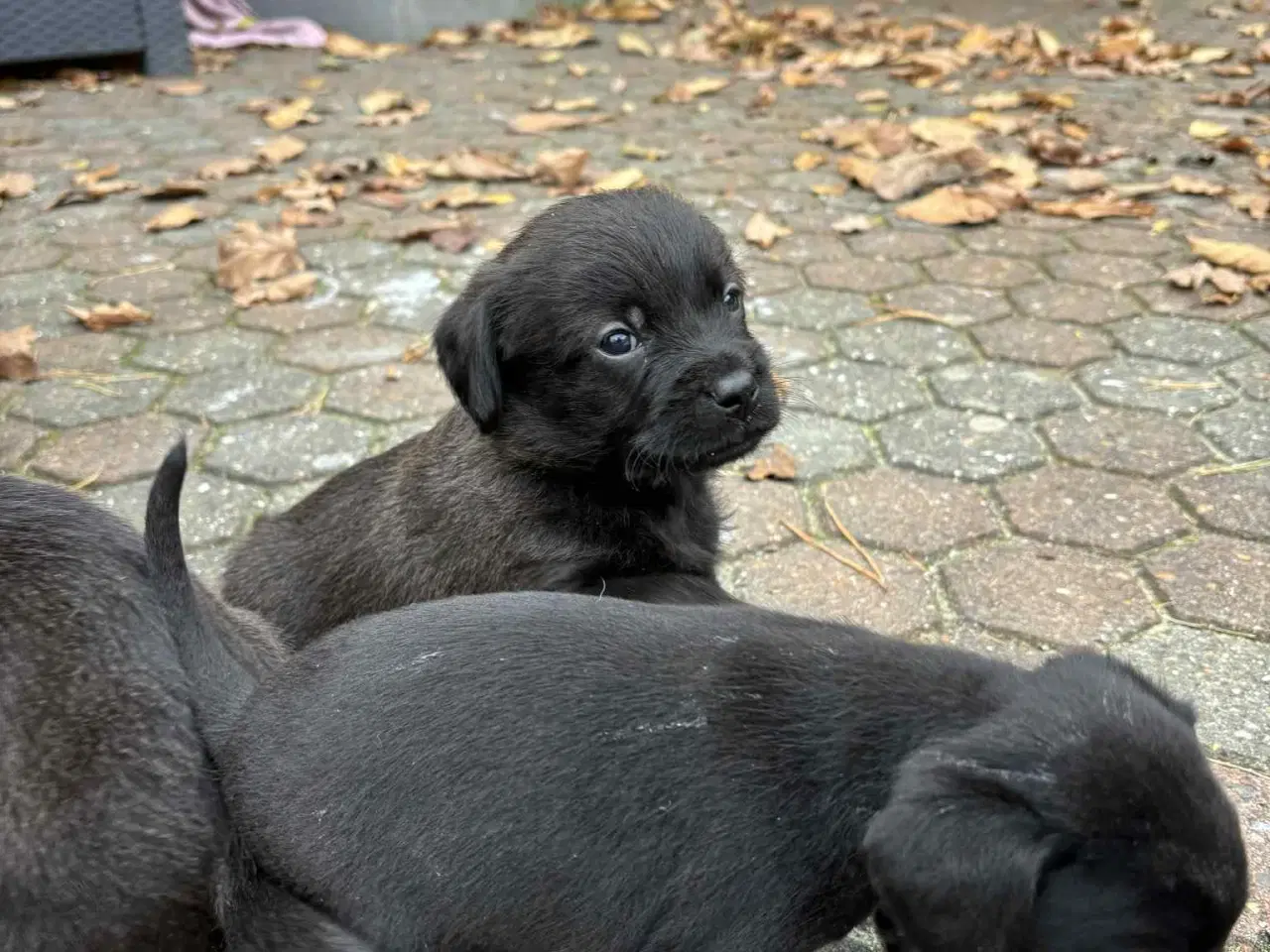 Billede 9 - Dansk-Svensk gårdhund blanding