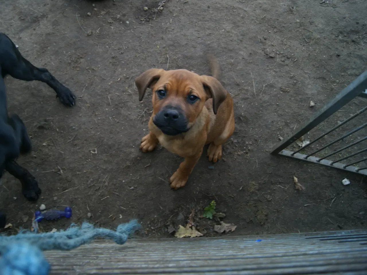 Billede 10 - 3 livlige og friske Cane Corso/ Rottweiler Hvalpe.