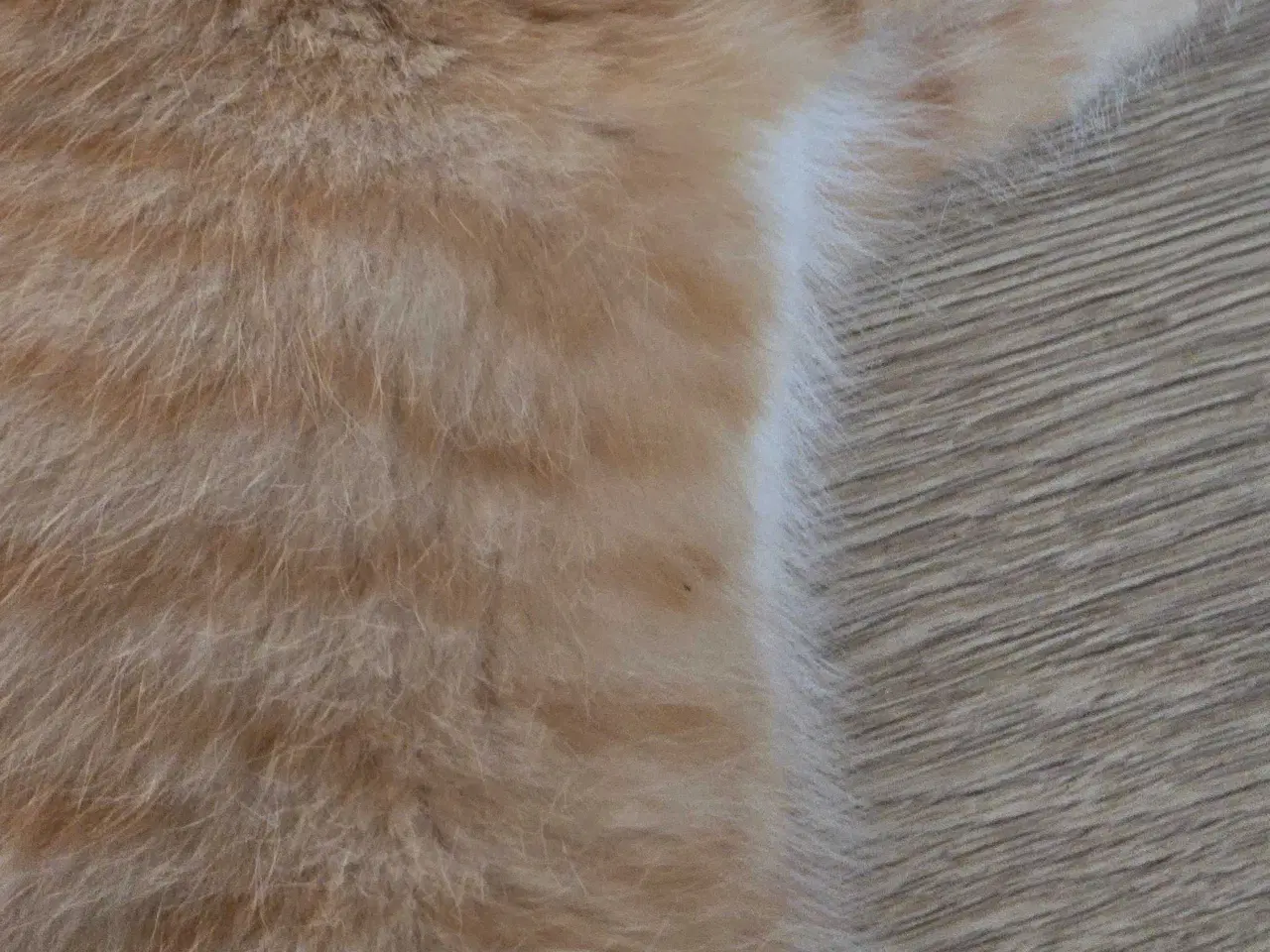 Billede 3 - Kejser han killing