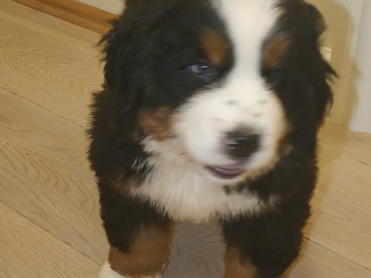 Billede 1 - Berner Sennen hanhvalp Dkk