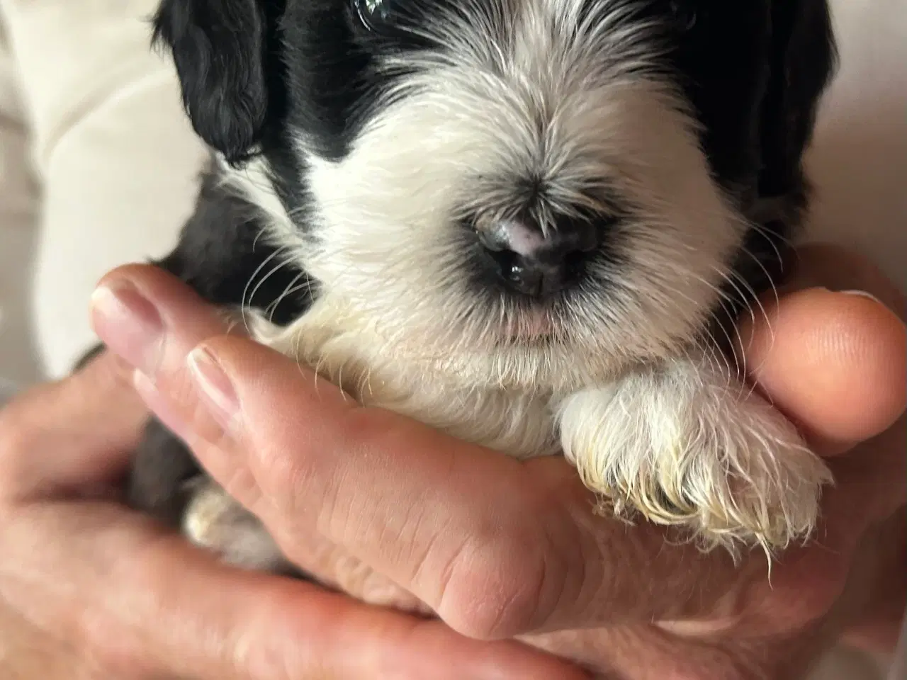 Billede 8 - Bichon Havanais hvalpe