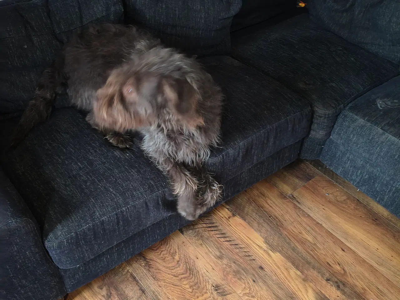 Billede 7 - Brun Labrador/Tysk ruhåret Hønsehund (Rulabber)