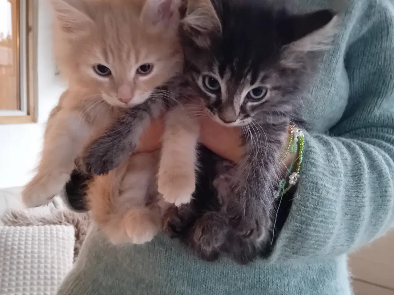 Billede 1 - Maincoon/Norsk skovkat