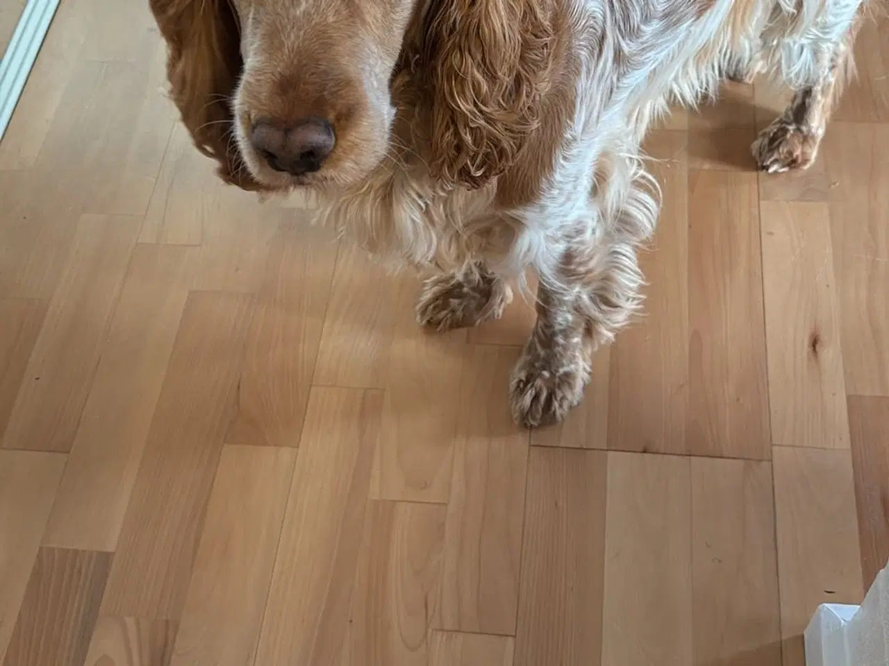 Billede 12 - Hvalpe på vej 