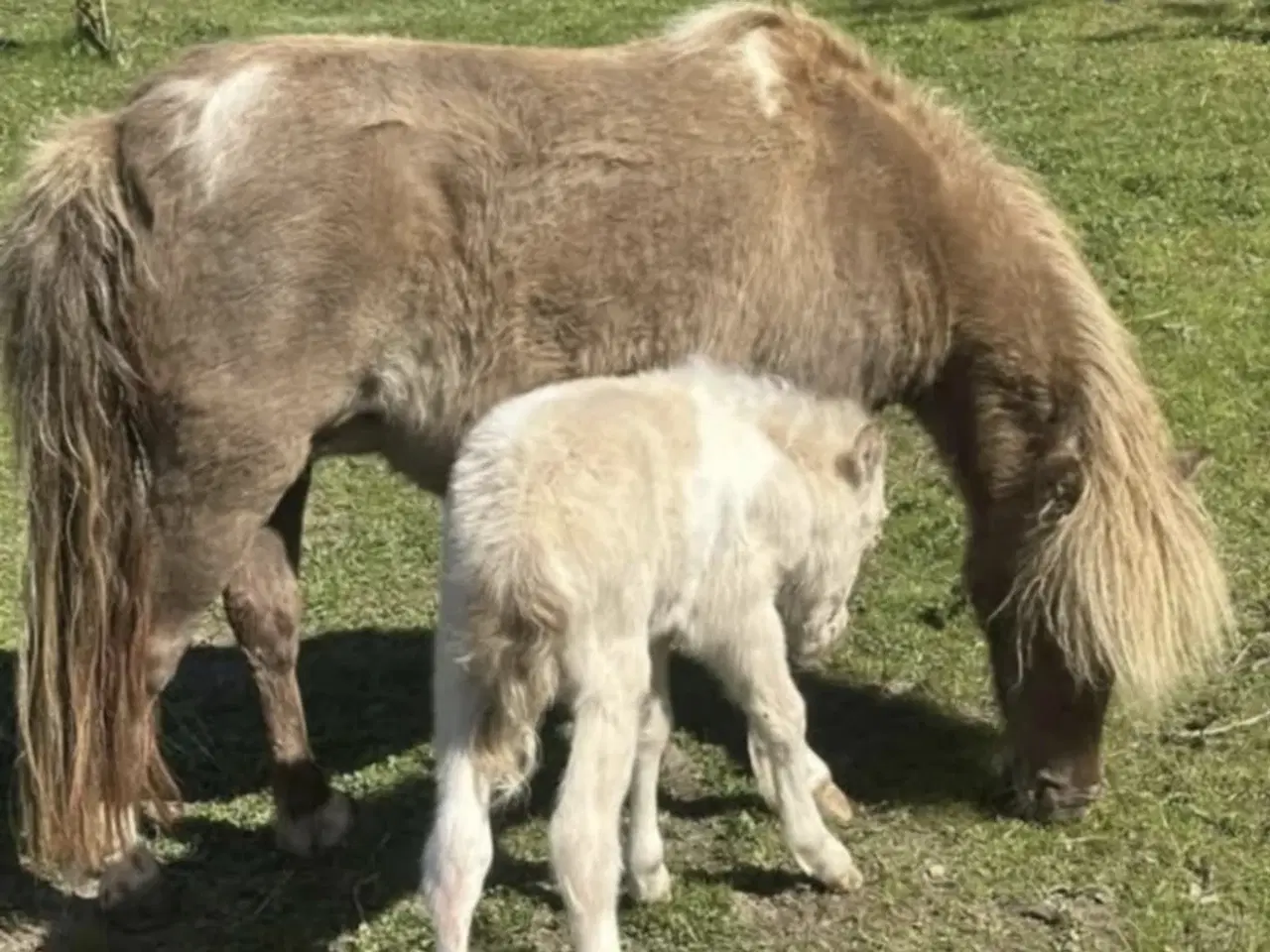 Billede 3 - Smukkeste miniature shetlandspony