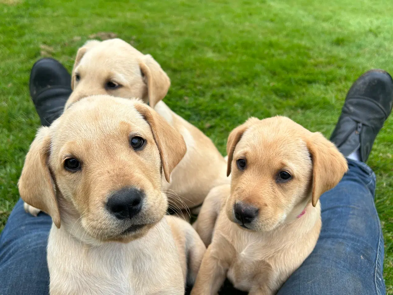Billede 7 - Racerene RED FOX labrador af bedste familliehunde 