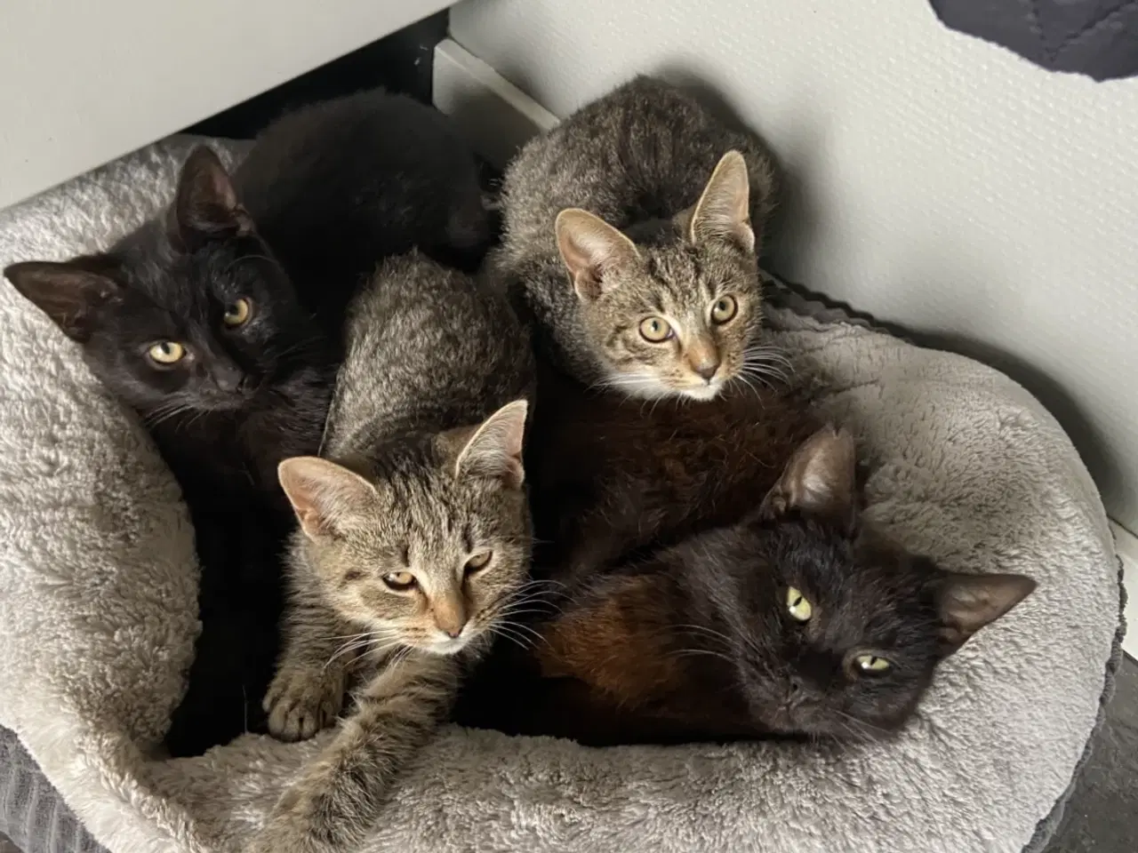 Billede 1 - Tre dejlige killinger på fem måneder